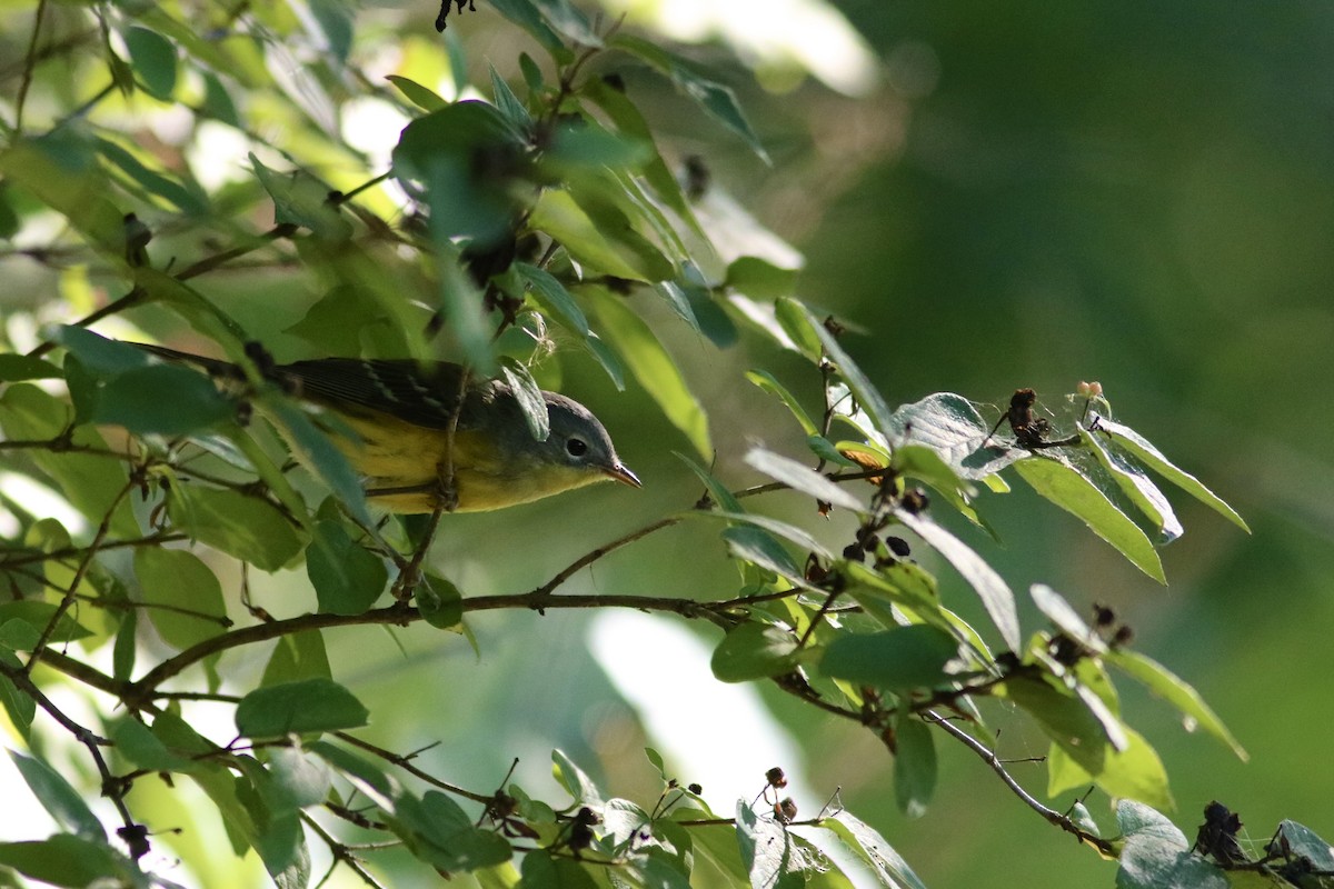 Magnolia Warbler - ML641159646