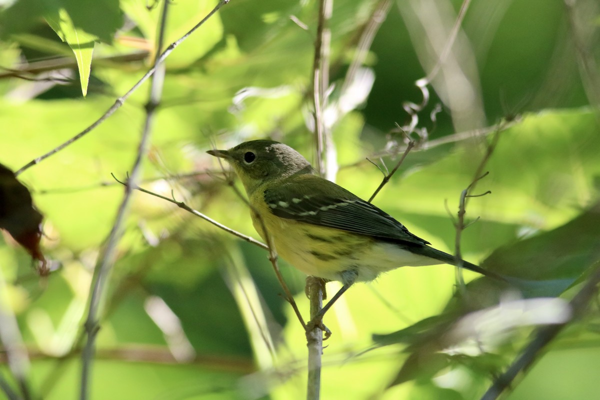 Magnolia Warbler - ML641159647