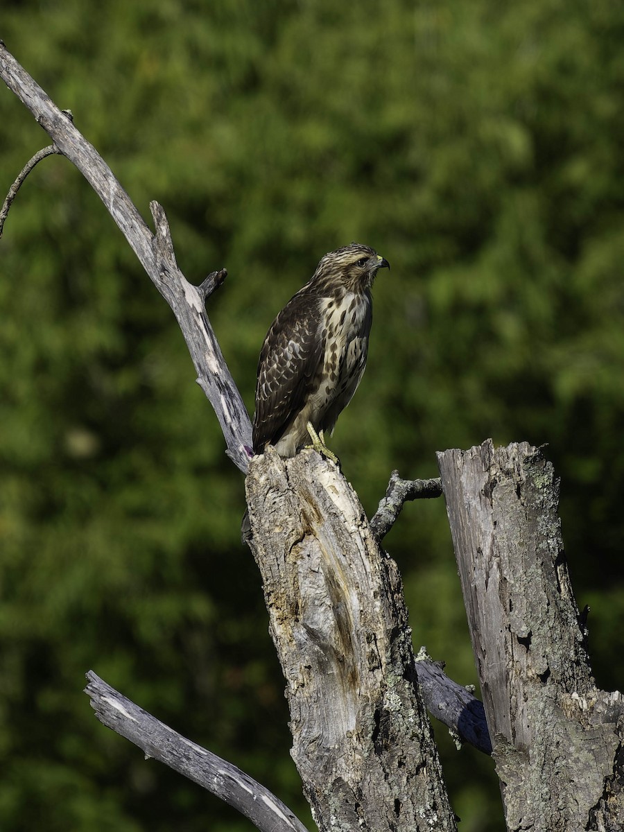 Red-shouldered Hawk - ML641159660