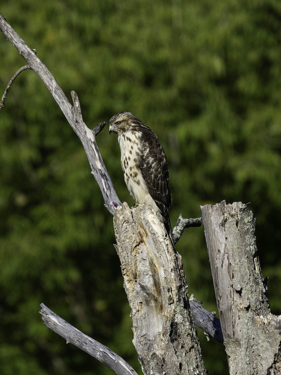 Red-shouldered Hawk - ML641159661