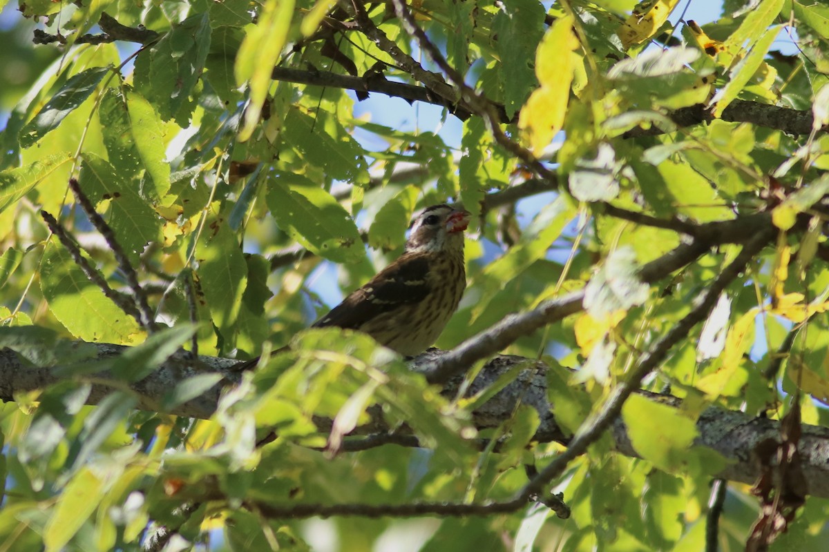 Rose-breasted Grosbeak - ML641159668