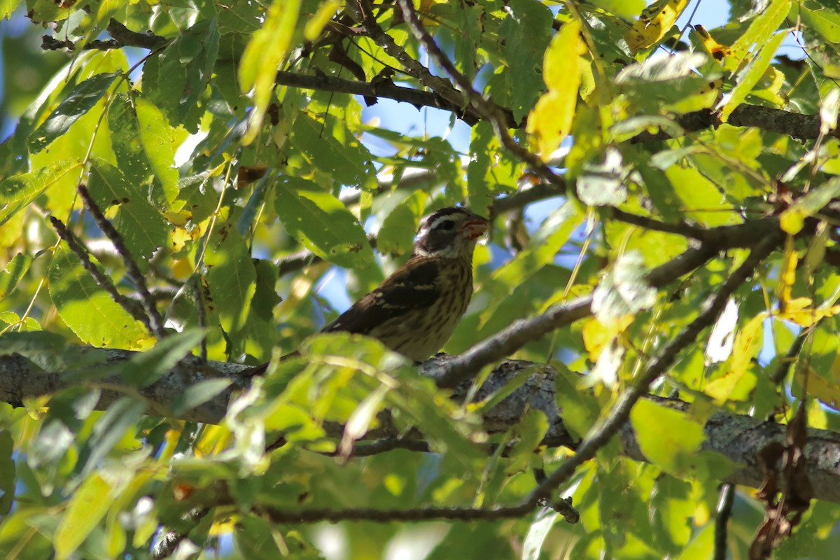 Rose-breasted Grosbeak - ML641159669