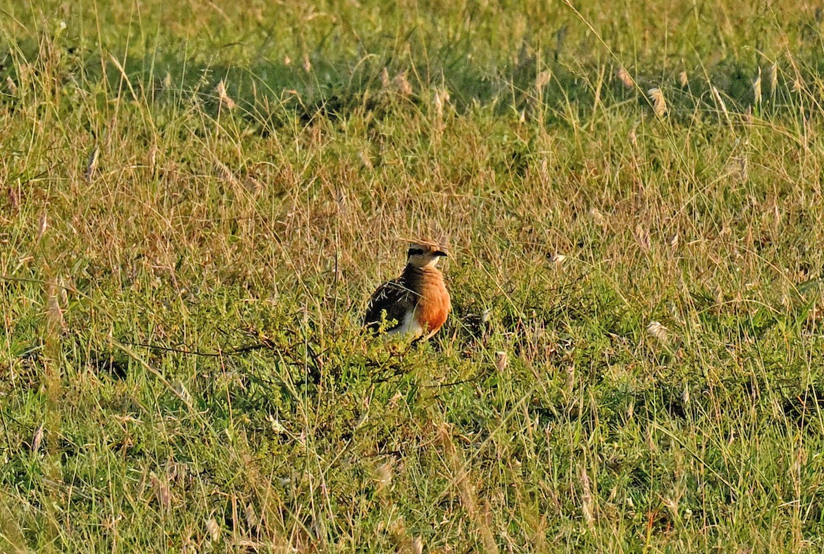 Temminckrennvogel - ML641159684