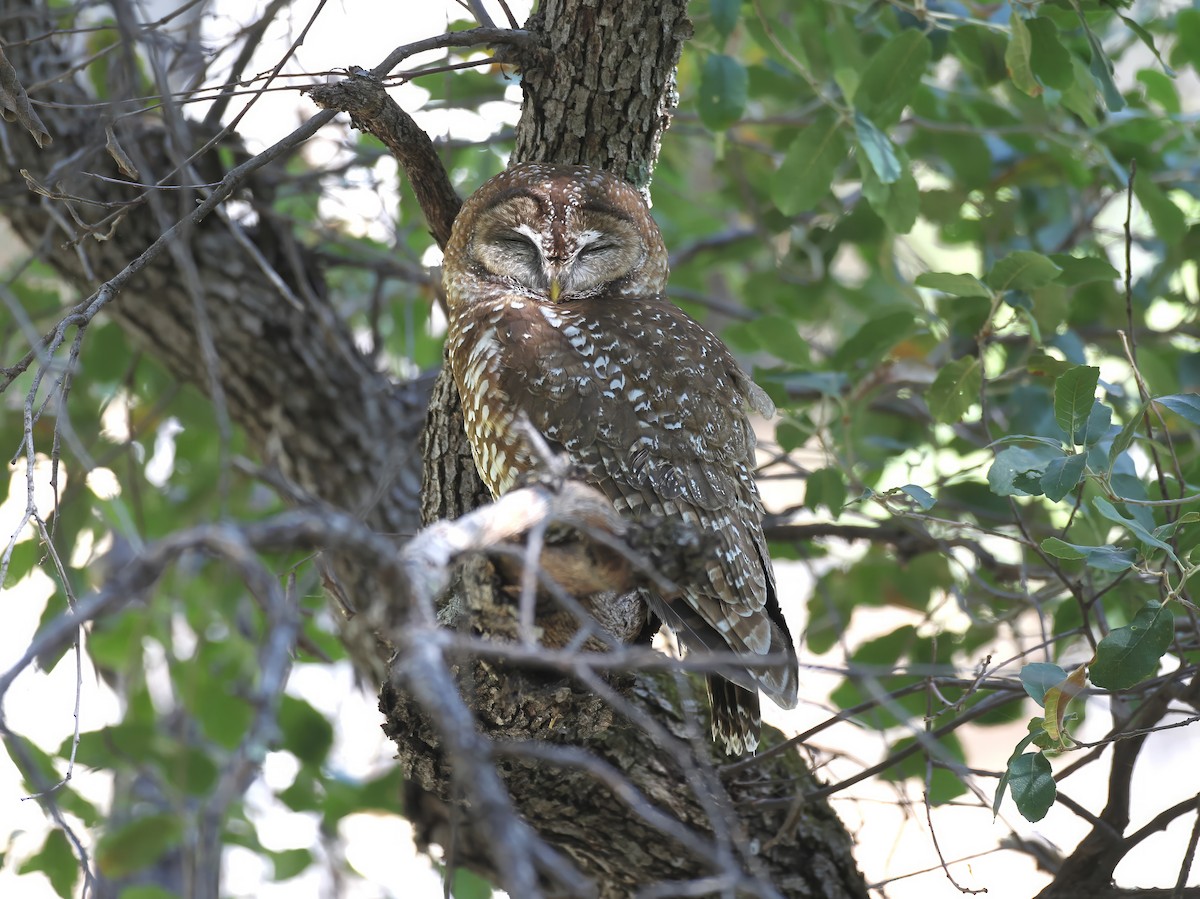 Spotted Owl - ML641159716