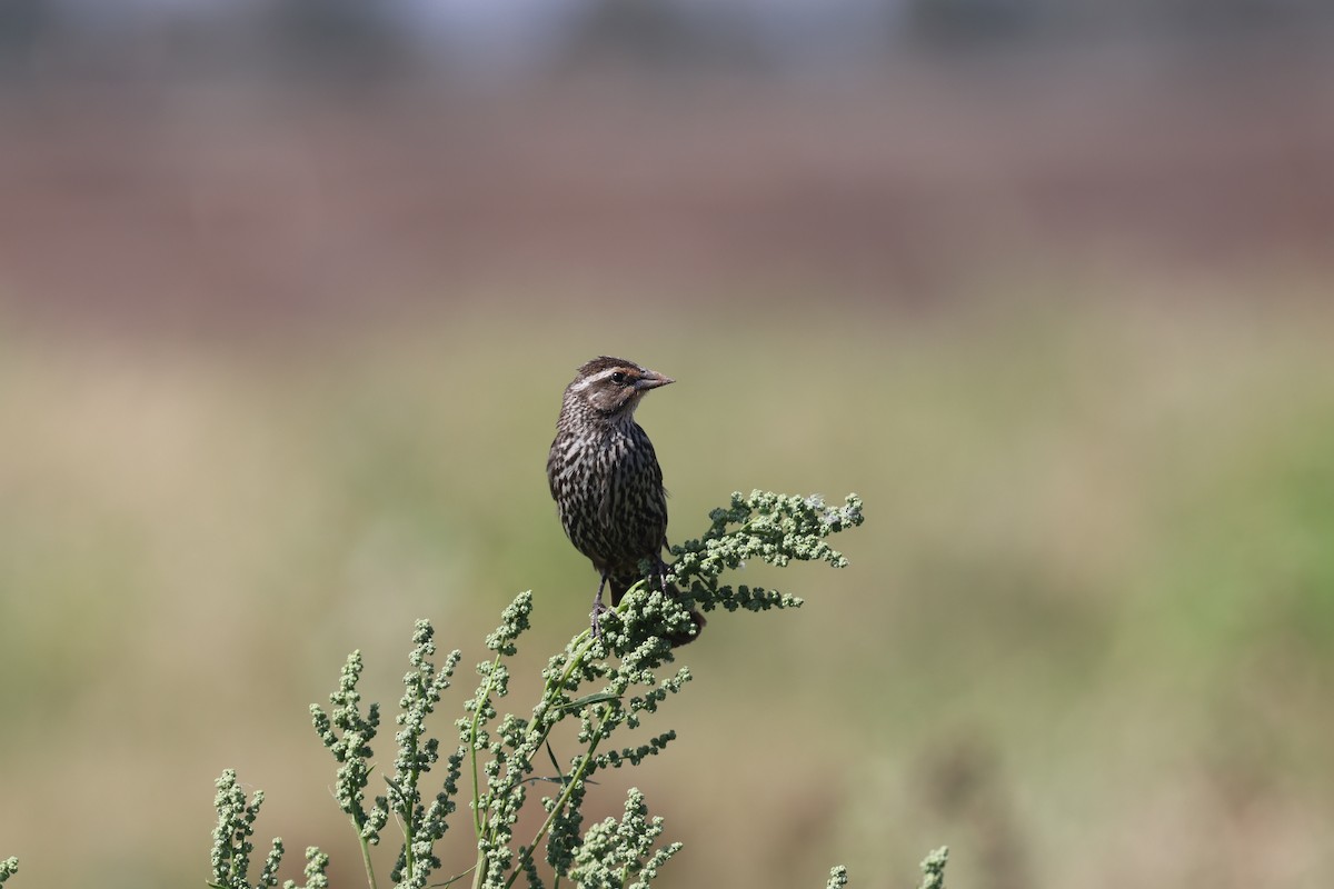 Red-winged Blackbird - ML641159717