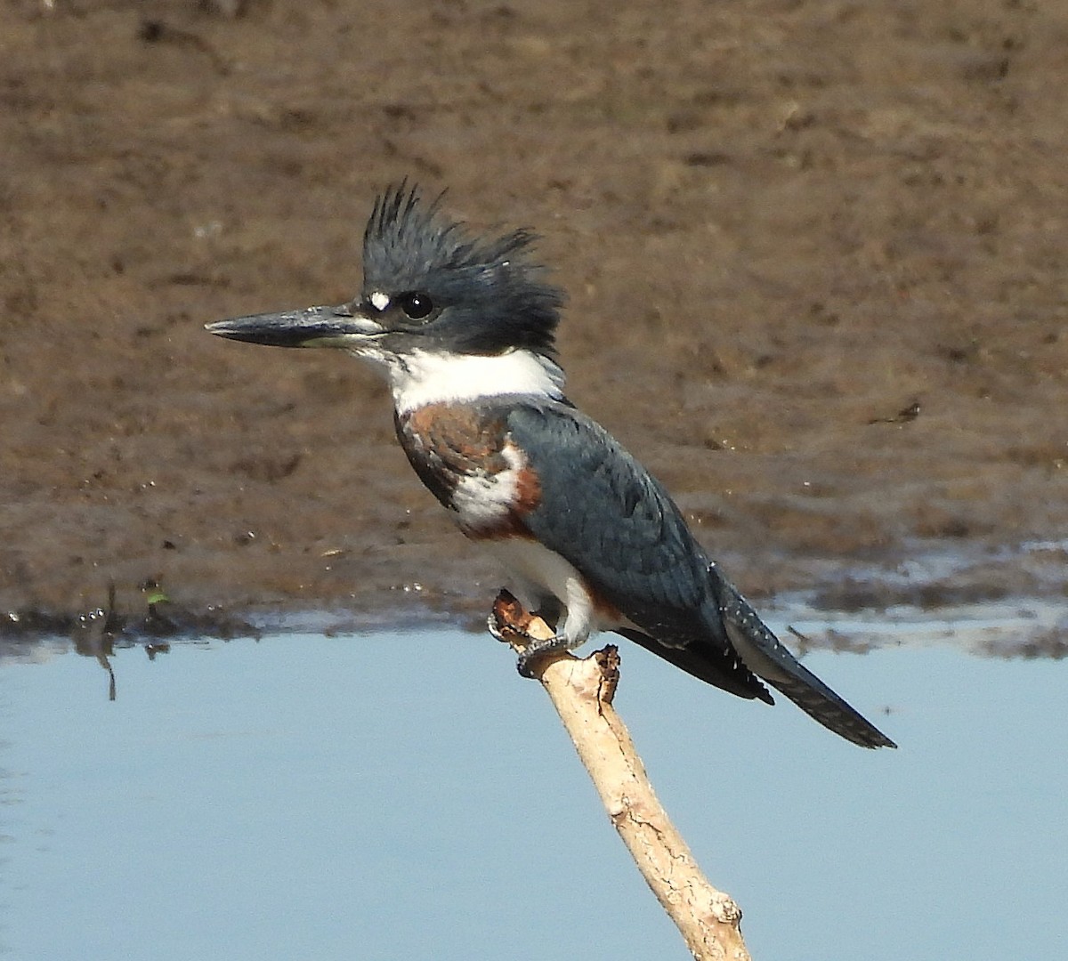 Belted Kingfisher - ML641159726