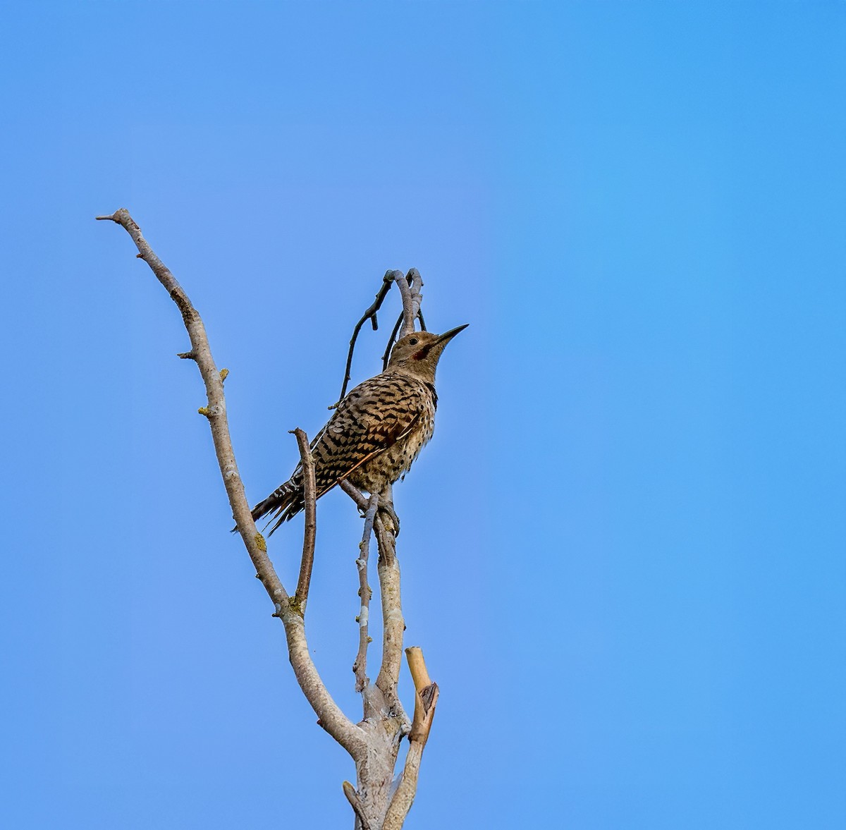 Northern Flicker - ML641159762