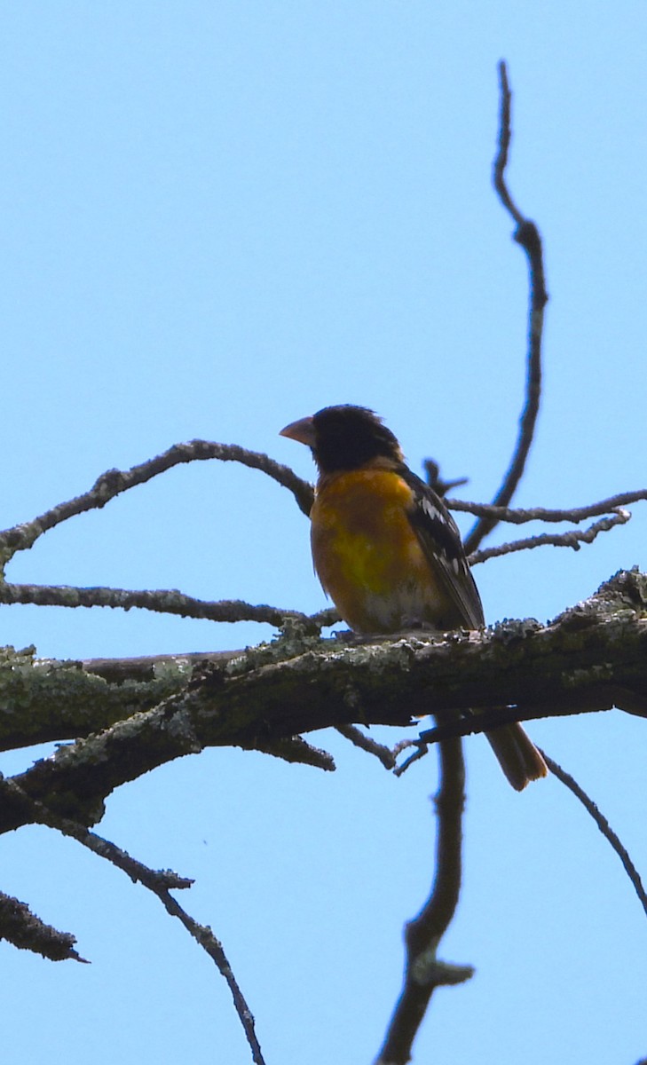 Black-headed Grosbeak - ML641159763