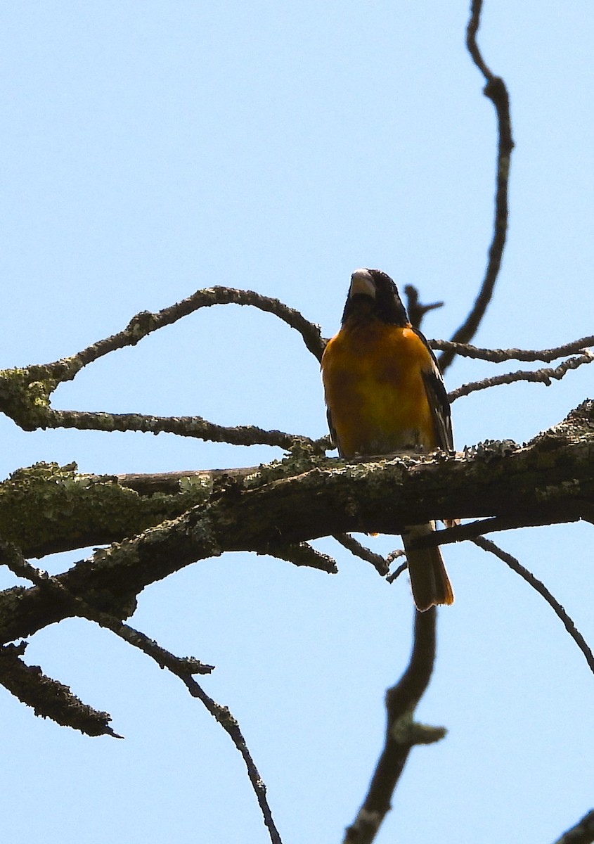 Black-headed Grosbeak - ML641159764