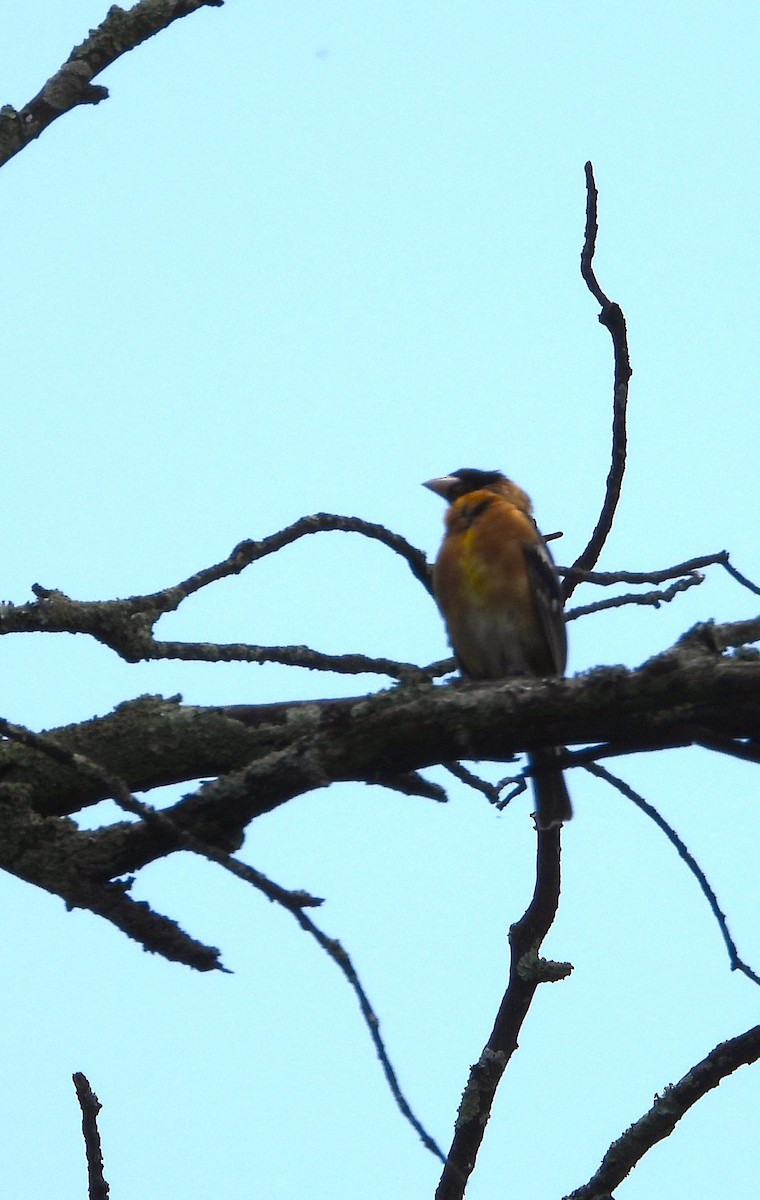 Black-headed Grosbeak - ML641159765