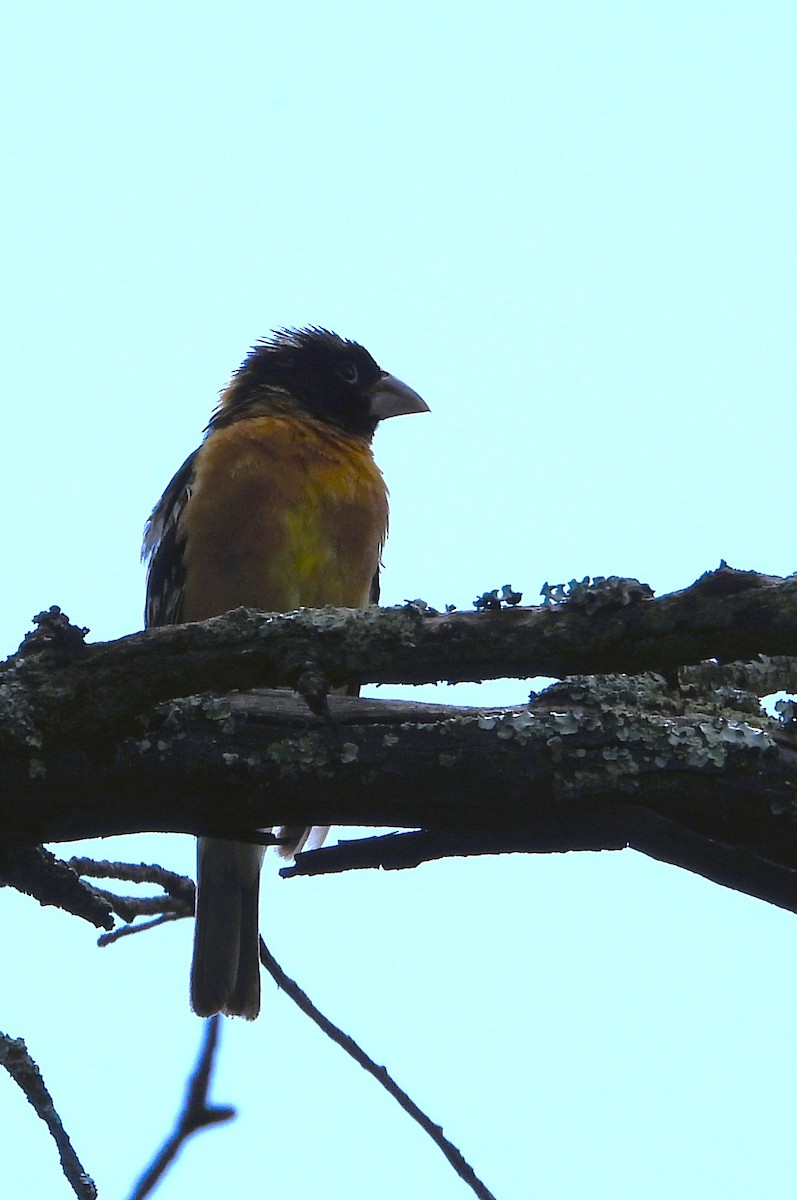 Black-headed Grosbeak - ML641159766