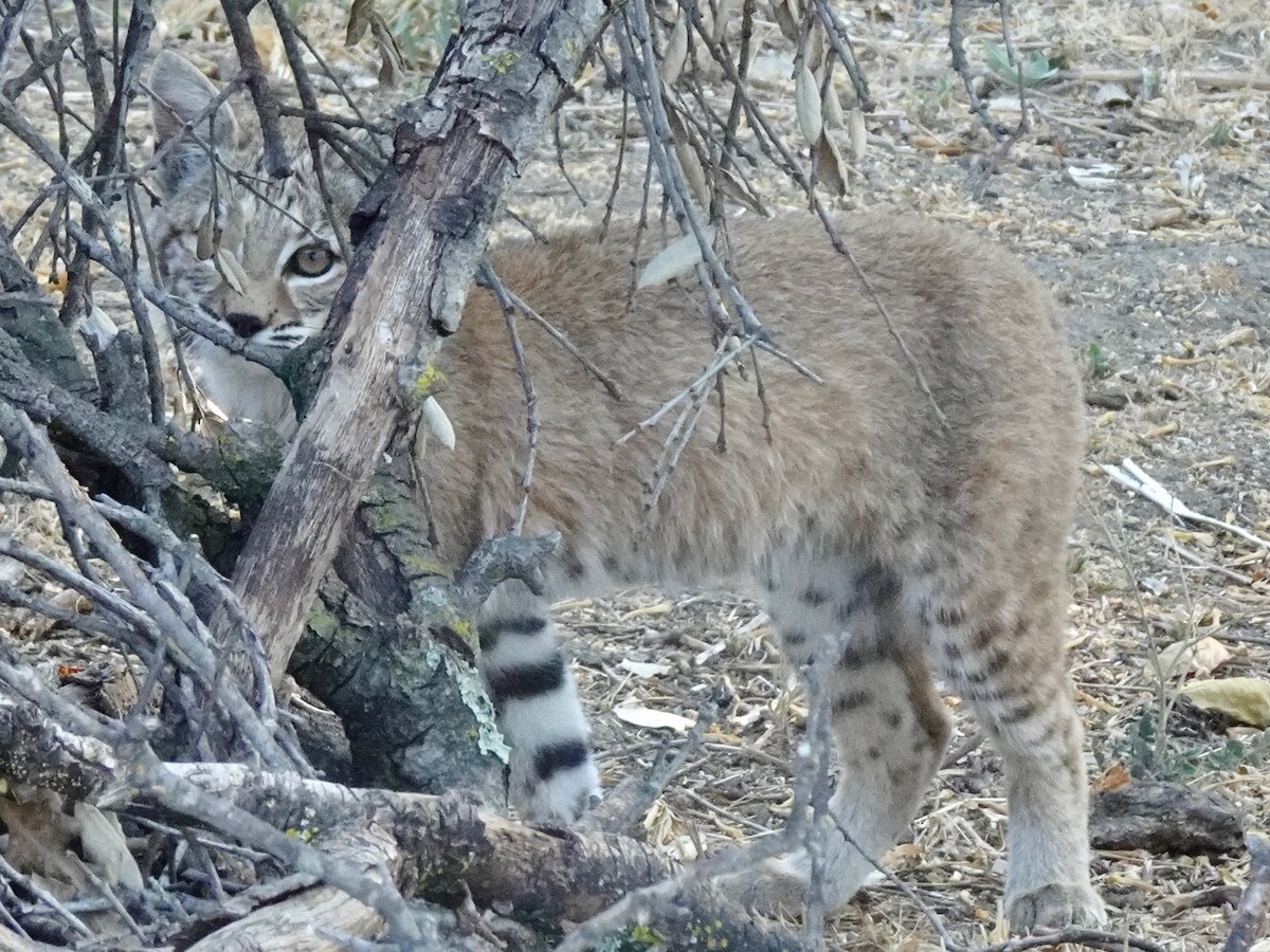 Bobcat - ML641159767