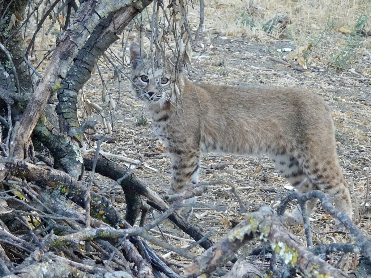 Bobcat - ML641159768