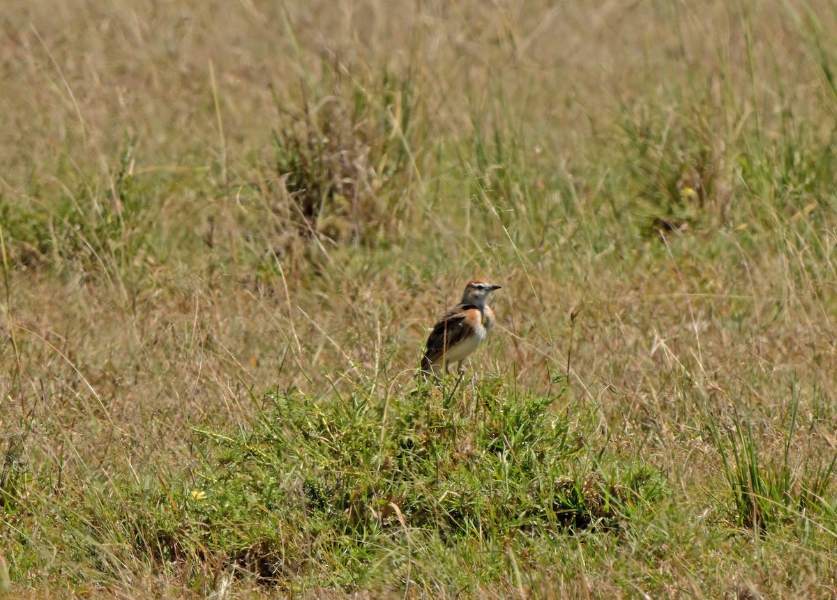 Red-capped Lark - ML641159780