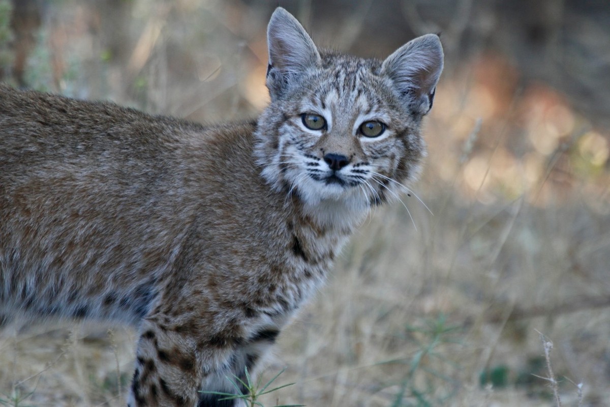 Bobcat - ML641159789