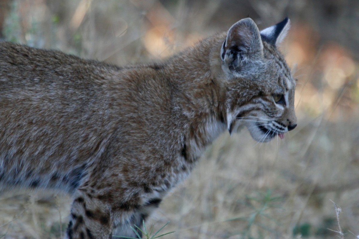 Bobcat - ML641159790