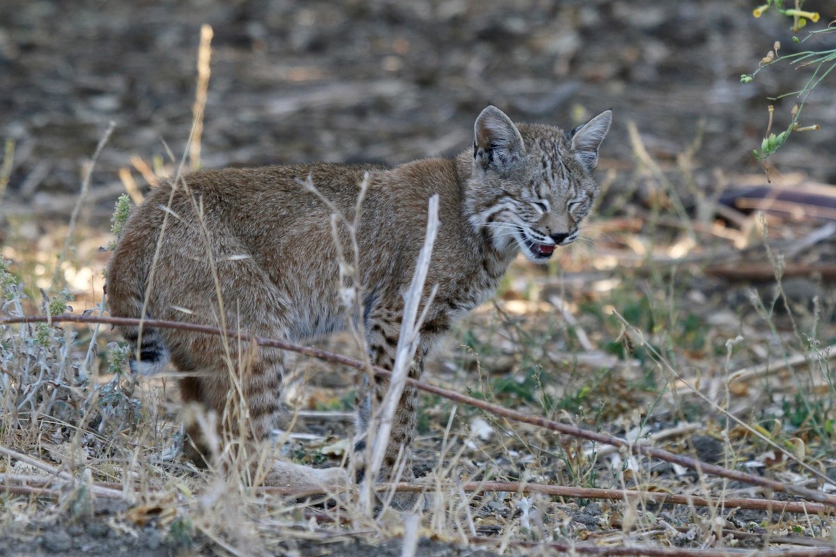 Bobcat - ML641159791