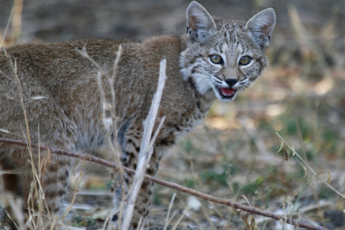 Bobcat - ML641159792