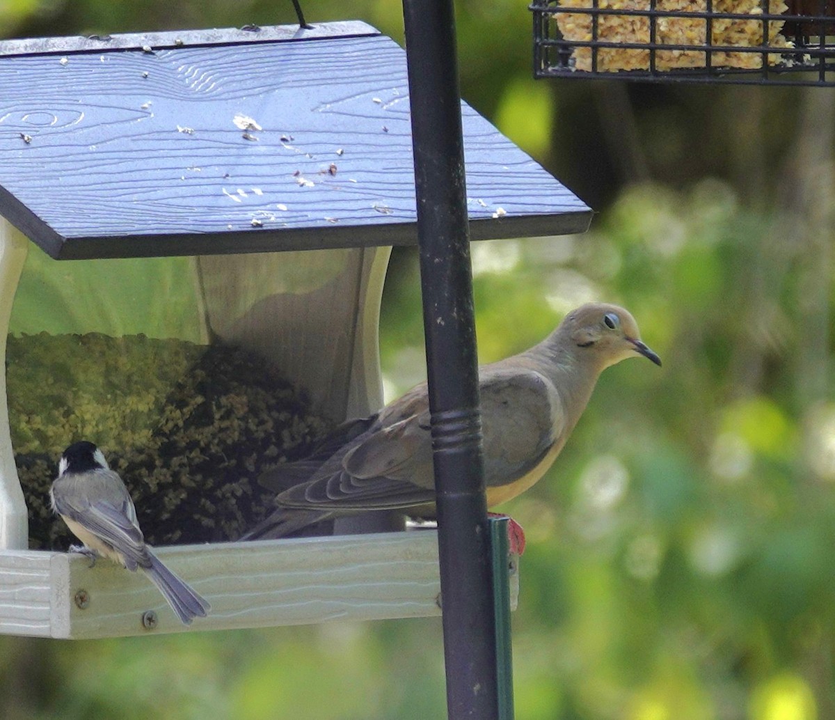 Mourning Dove - ML641159816