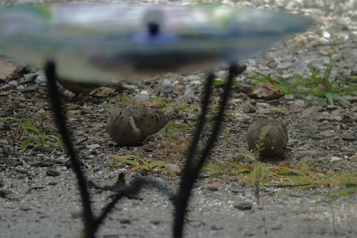 Mourning Dove - ML641159817