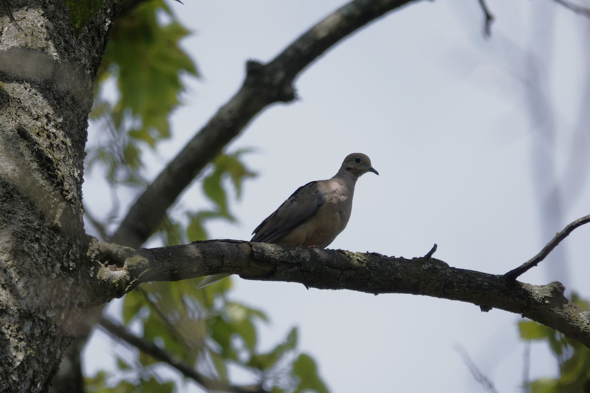 Mourning Dove - ML641159818