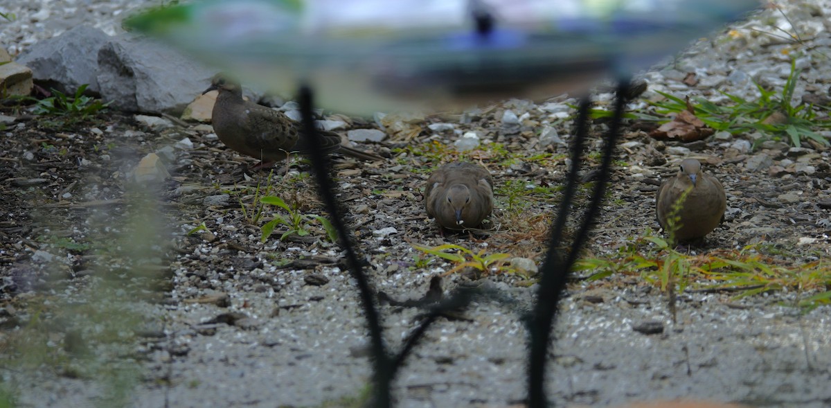 Mourning Dove - ML641159819