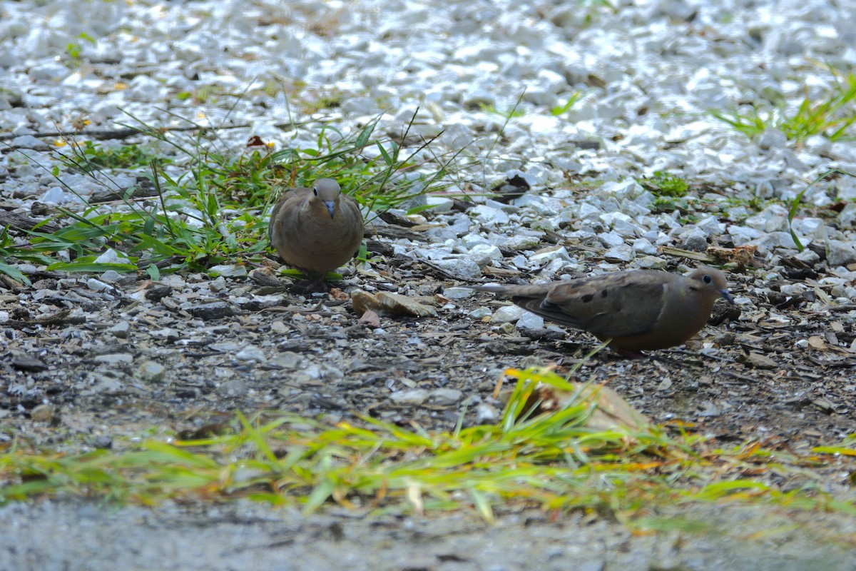 Mourning Dove - ML641159820