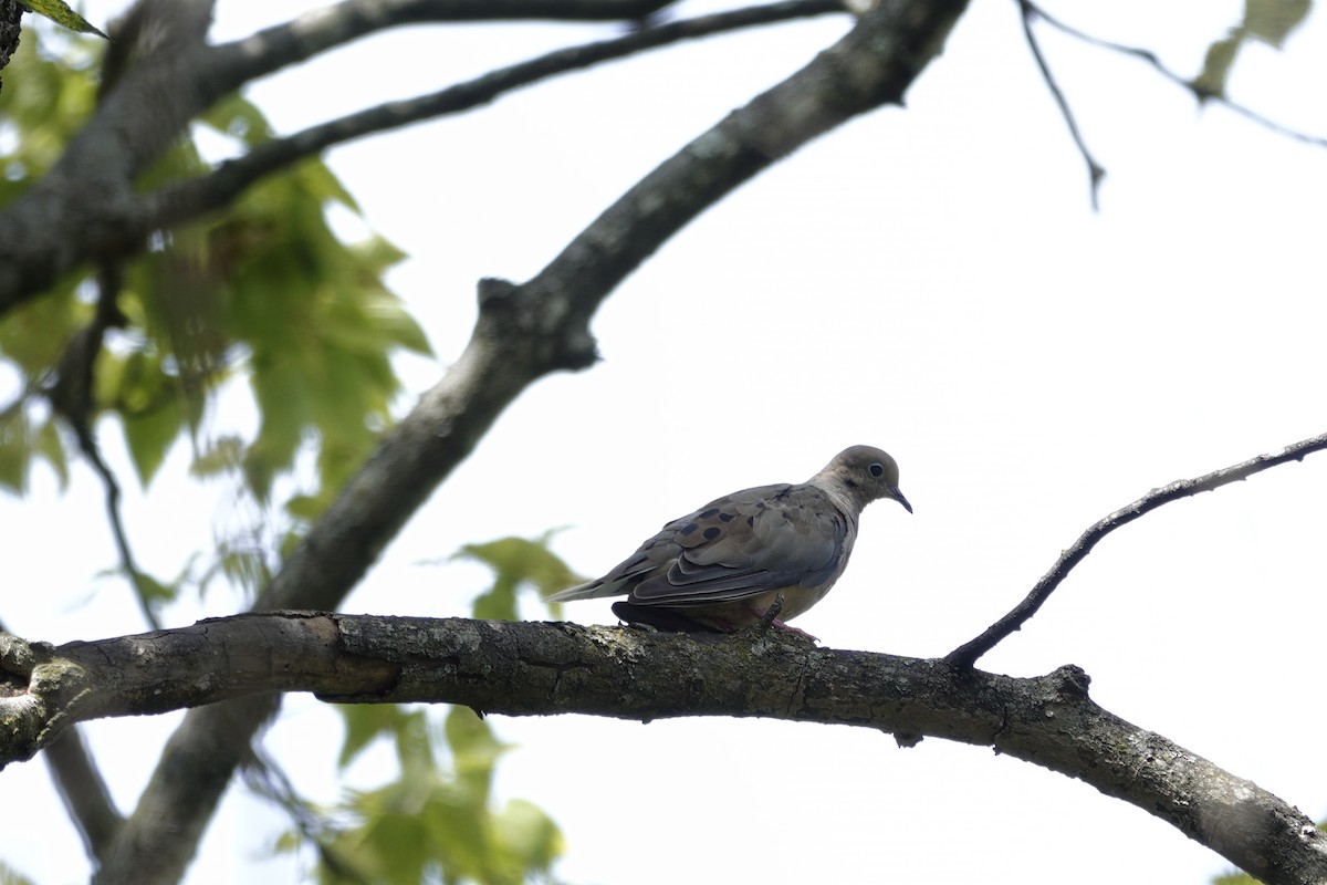 Mourning Dove - ML641159821