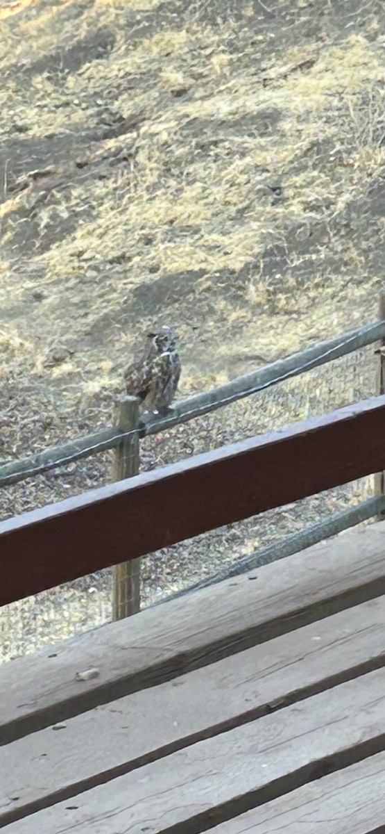 Great Horned Owl - ML641159836