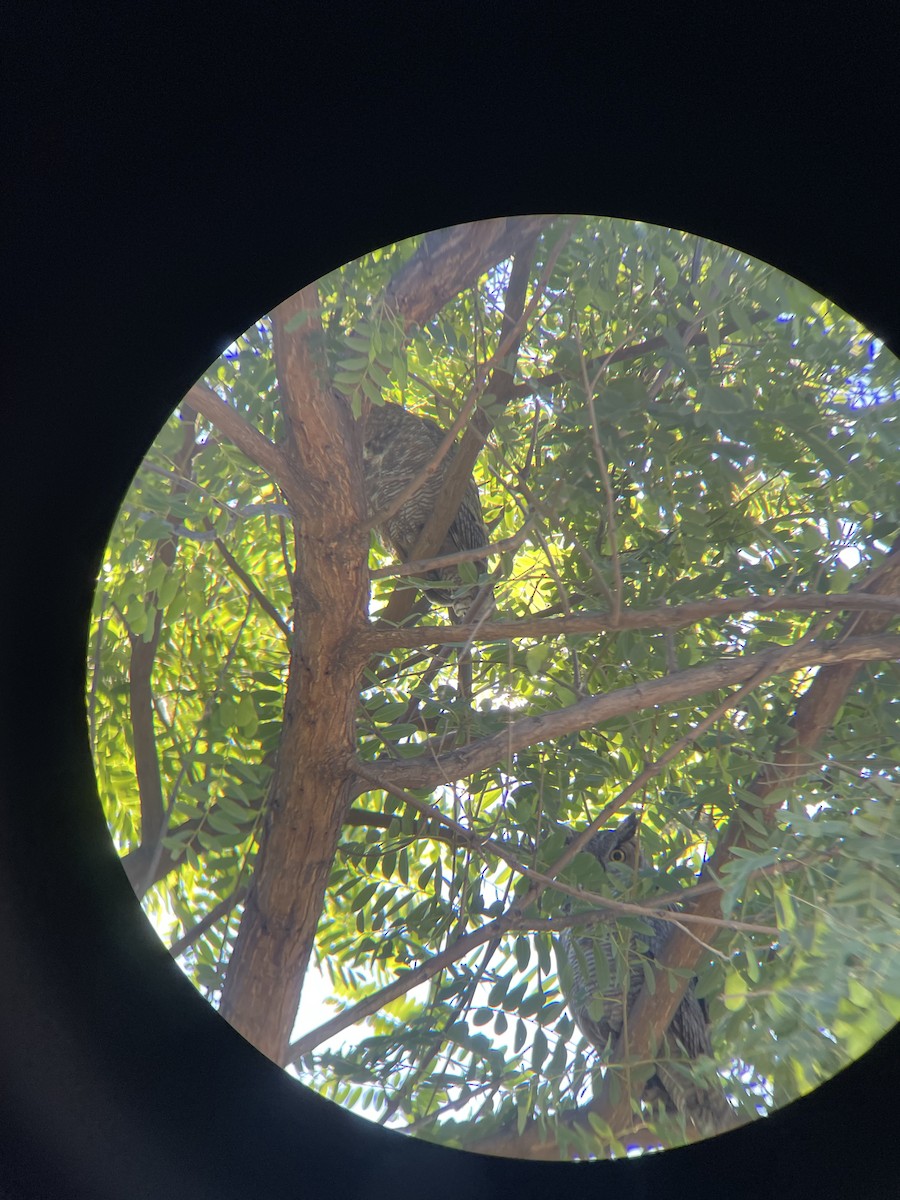 Great Horned Owl - ML641159862