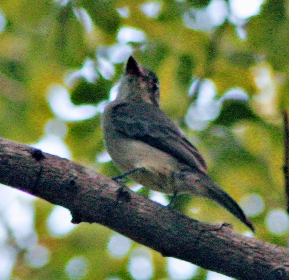 Cuban Pewee - ML641159895