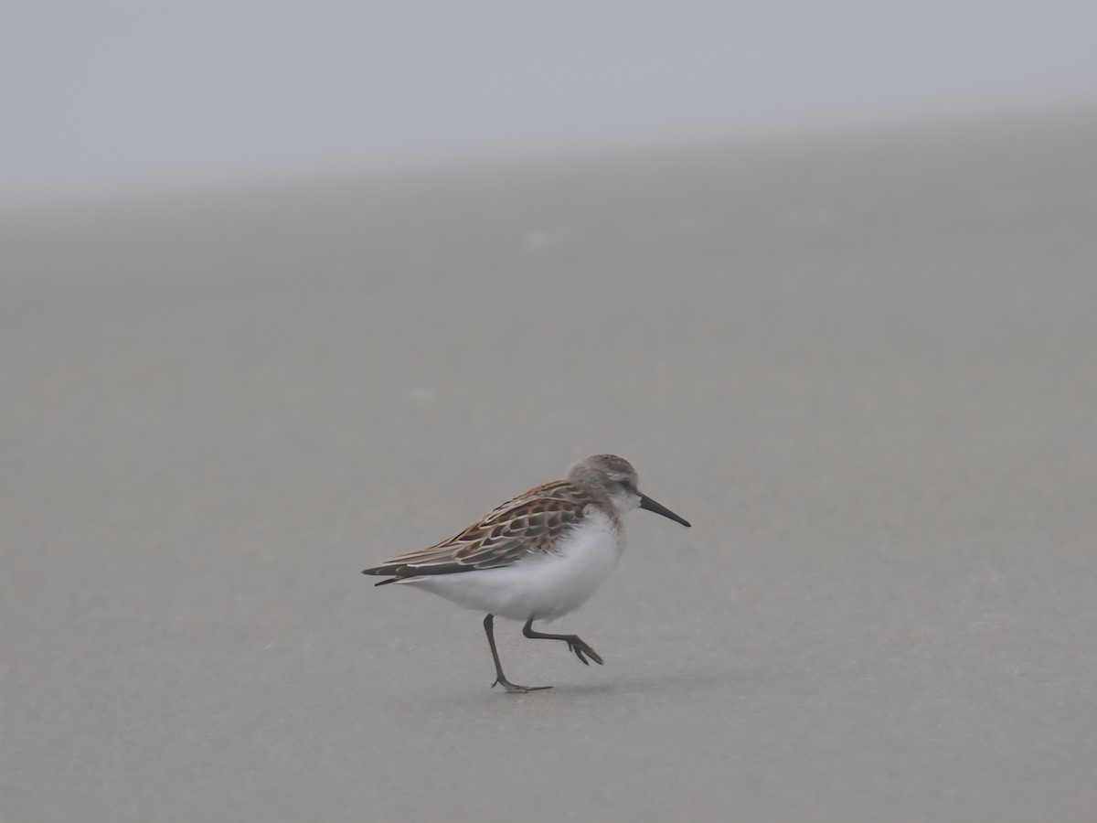 Bergstrandläufer - ML641159934