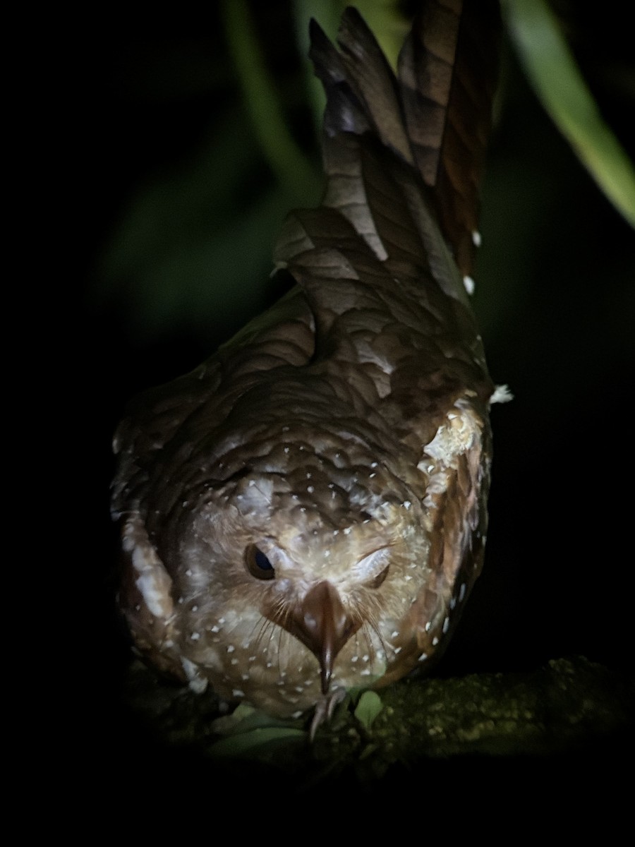 Oilbird - ML641159941