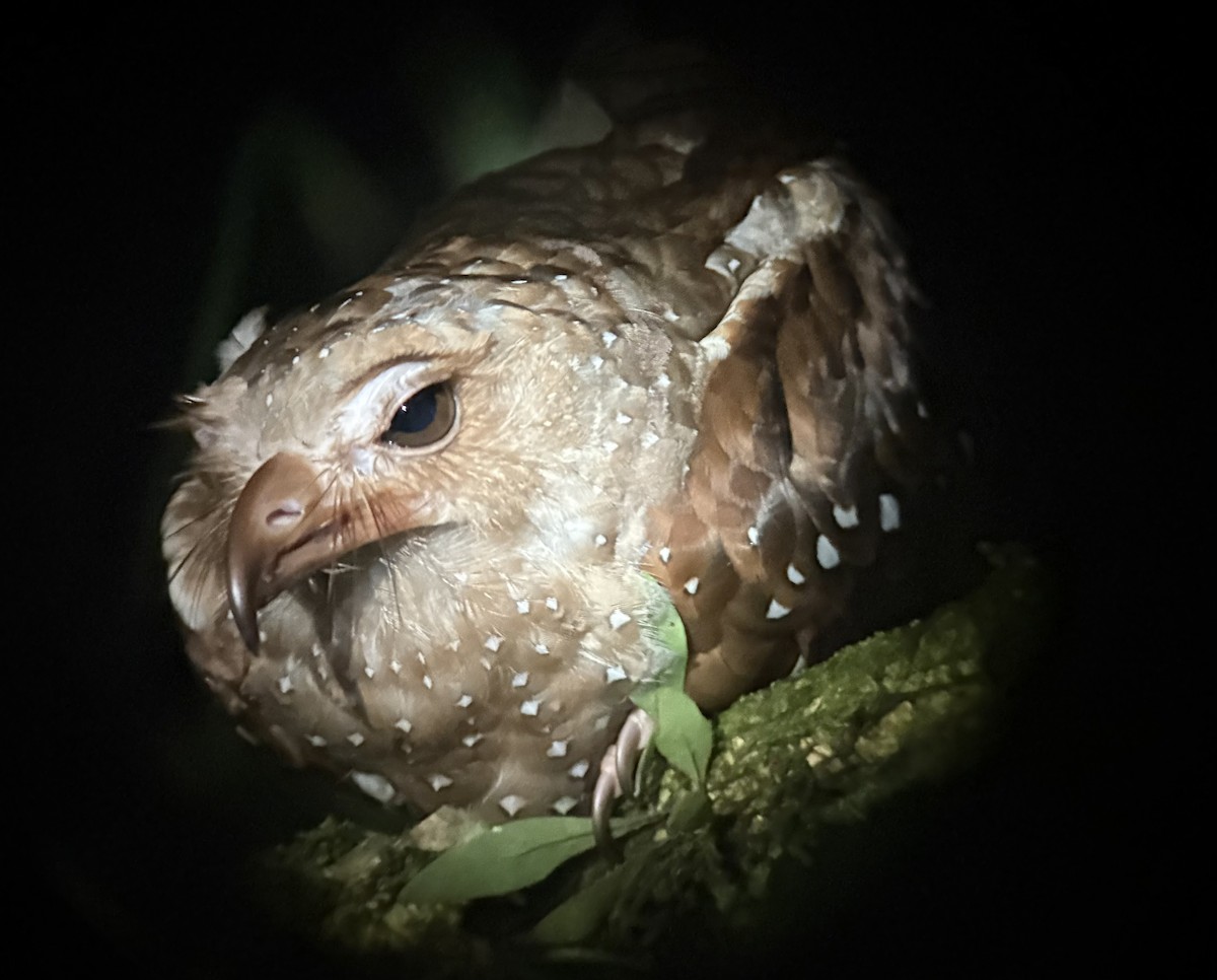 Oilbird - ML641159942