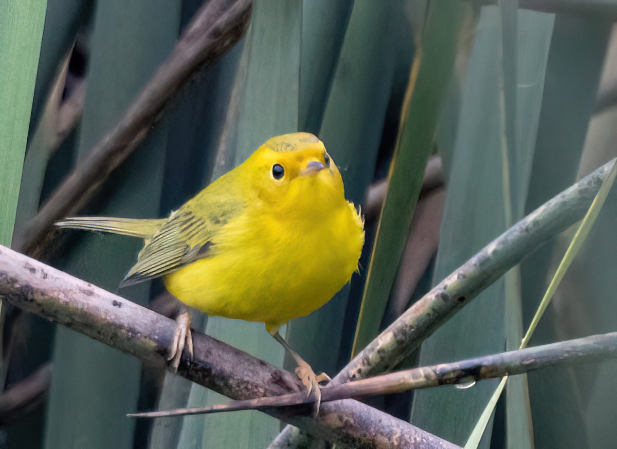 Wilson's Warbler - ML641159997