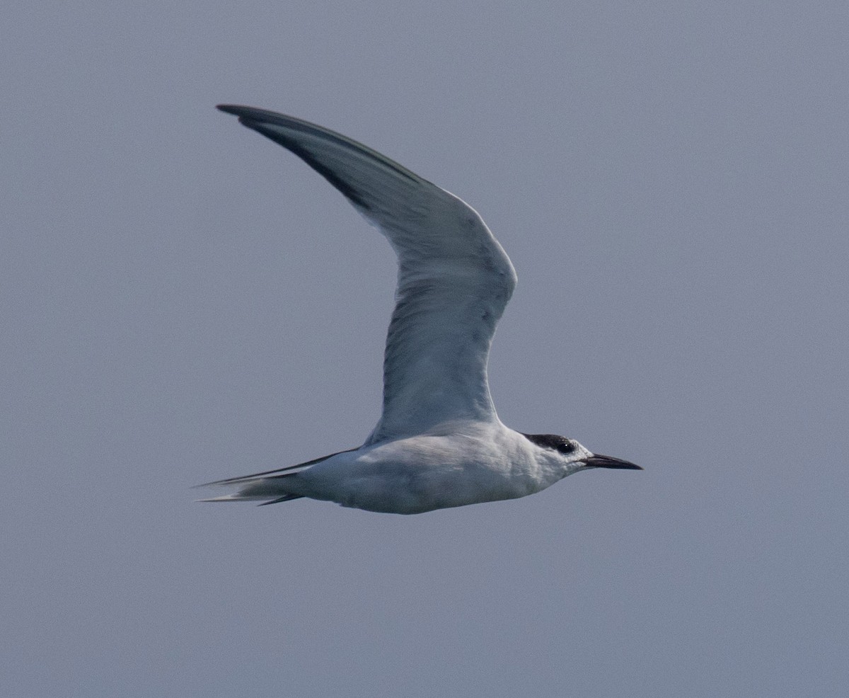 Common Tern (hirundo/tibetana) - ML641160015