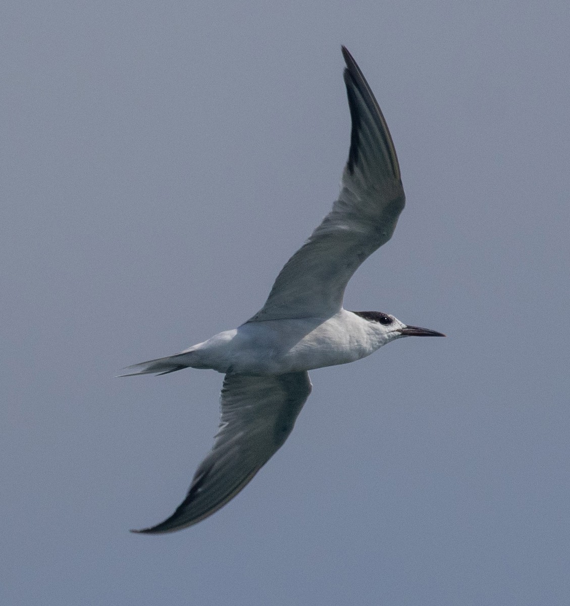 Common Tern (hirundo/tibetana) - ML641160016