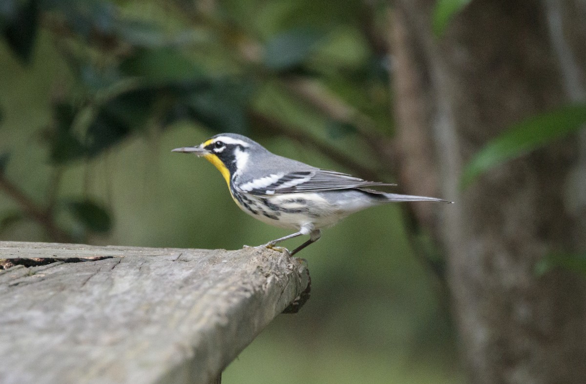 gulstrupeparula - ML641160024