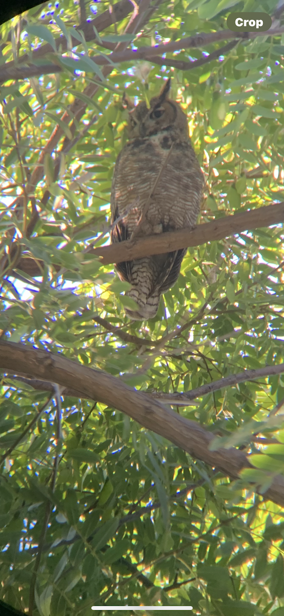 Great Horned Owl - ML641160035