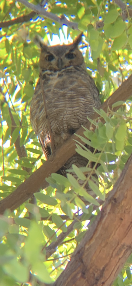 Great Horned Owl - ML641160036