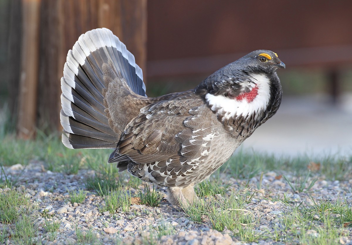 Dusky Grouse - ML641160059