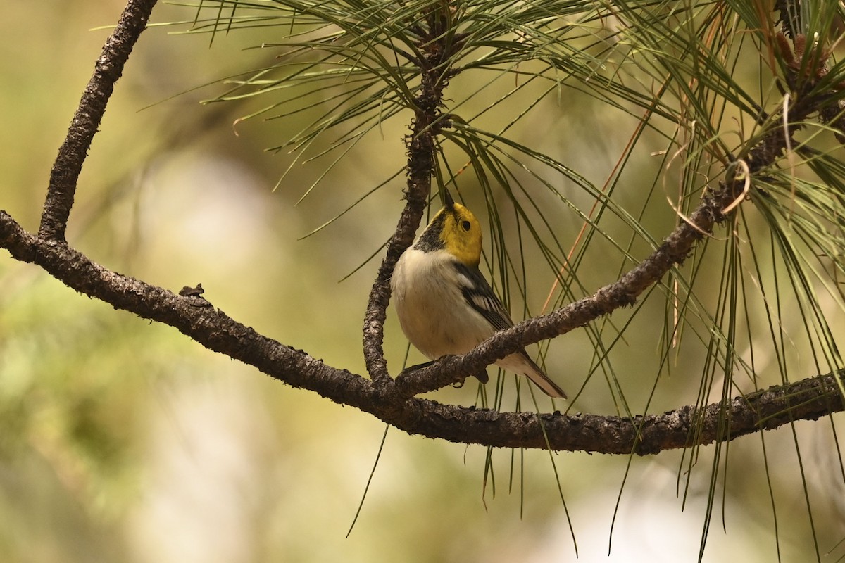 Hermit Warbler - ML641160078