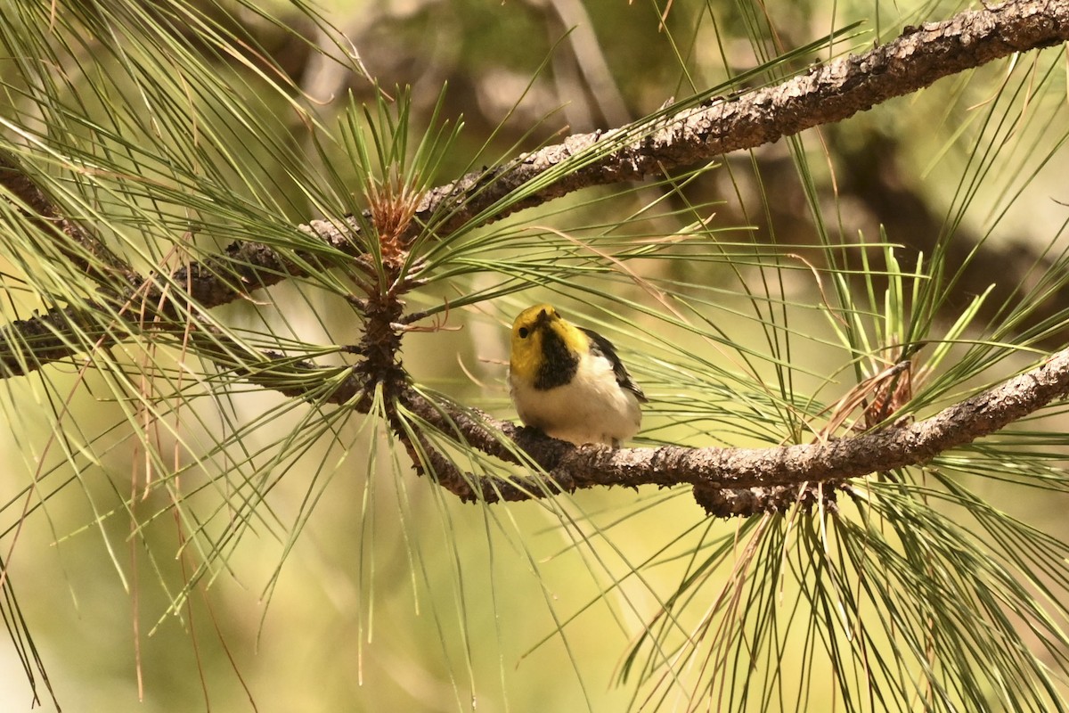 Hermit Warbler - ML641160079