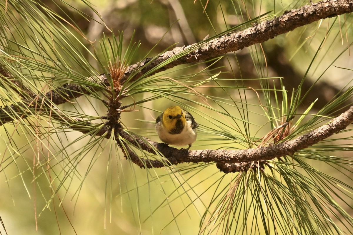 Hermit Warbler - ML641160080