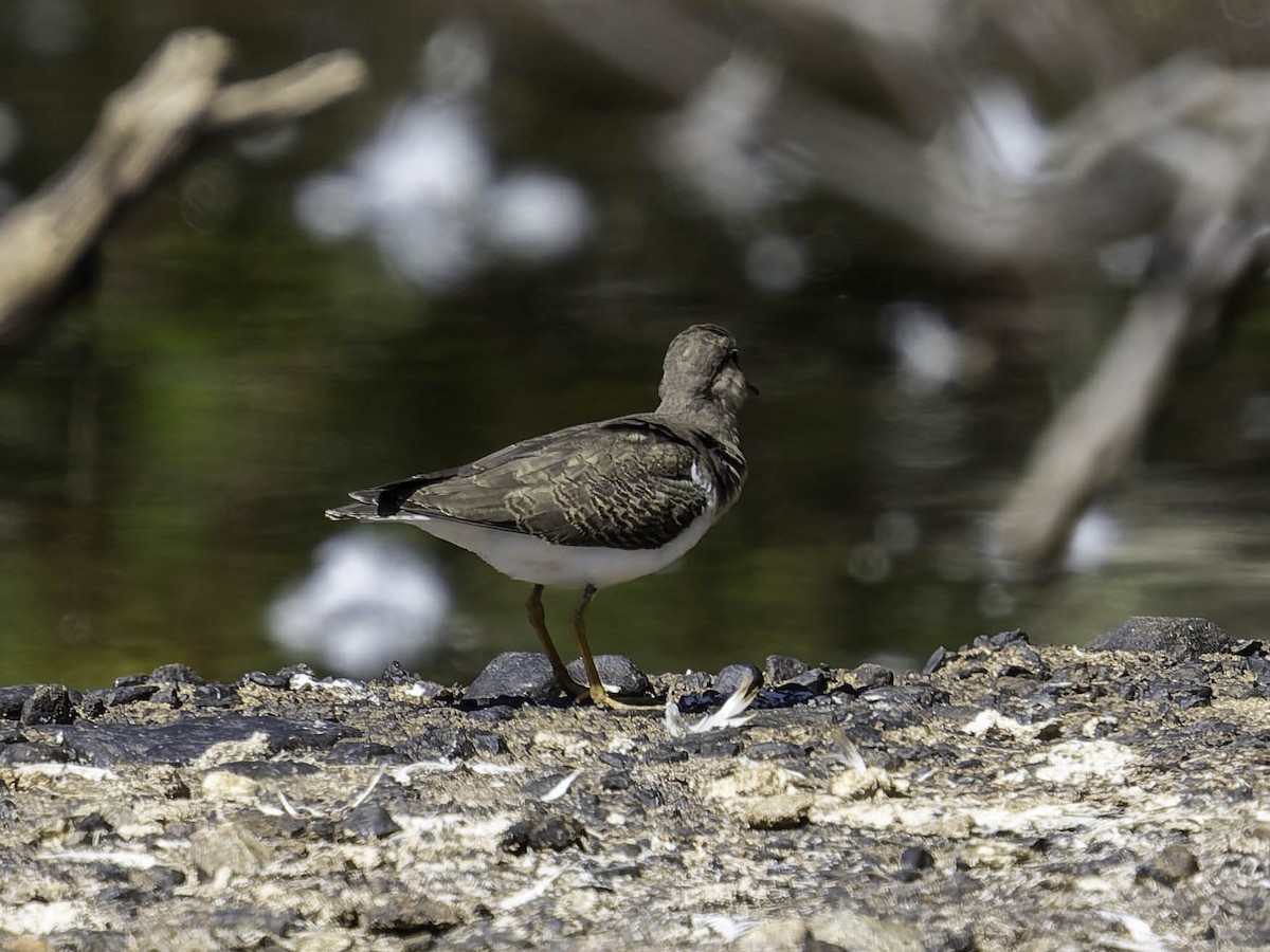 Spotted Sandpiper - ML641160115