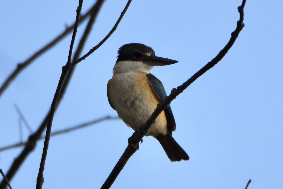 Sacred Kingfisher (Australasian) - ML641160139