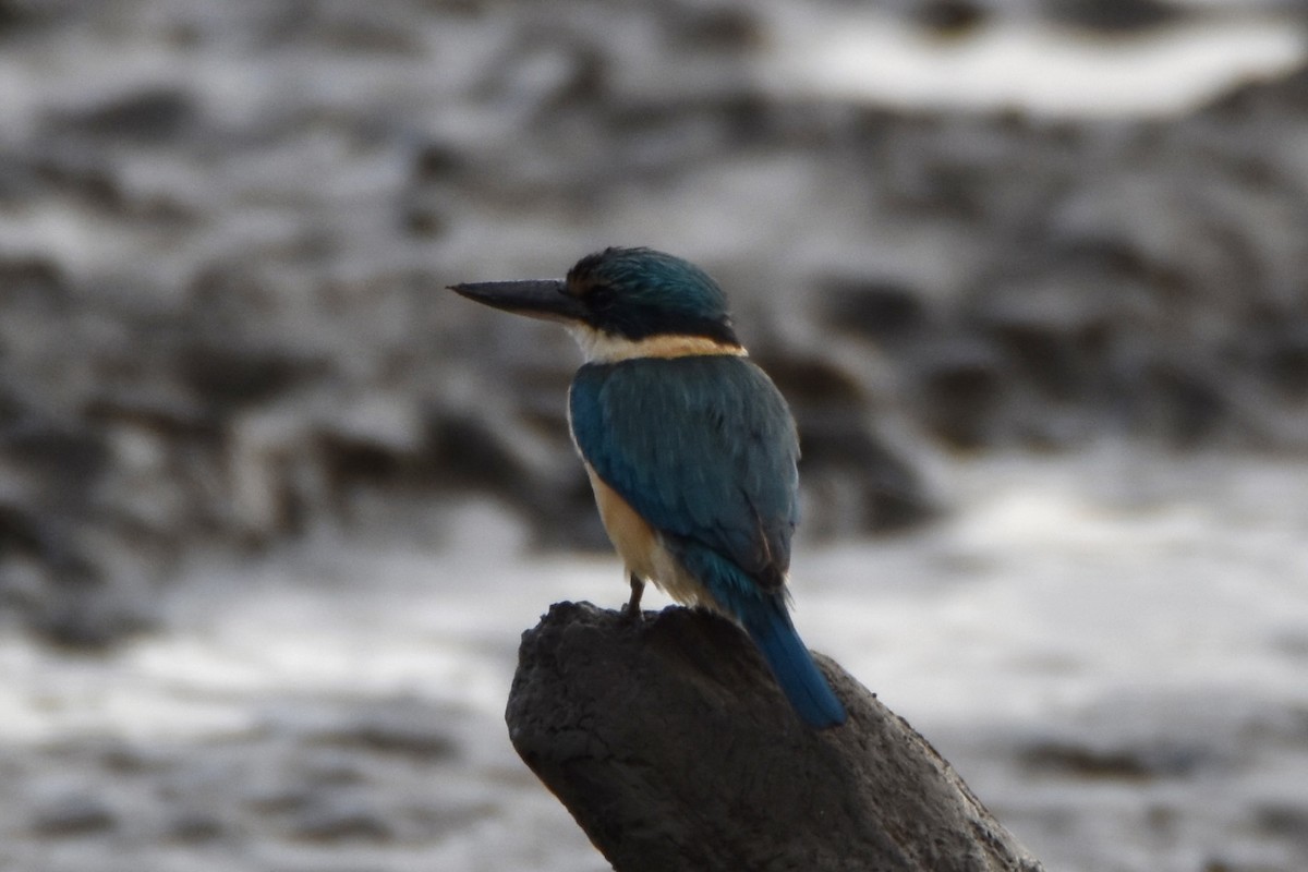 Sacred Kingfisher (Australasian) - ML641160140
