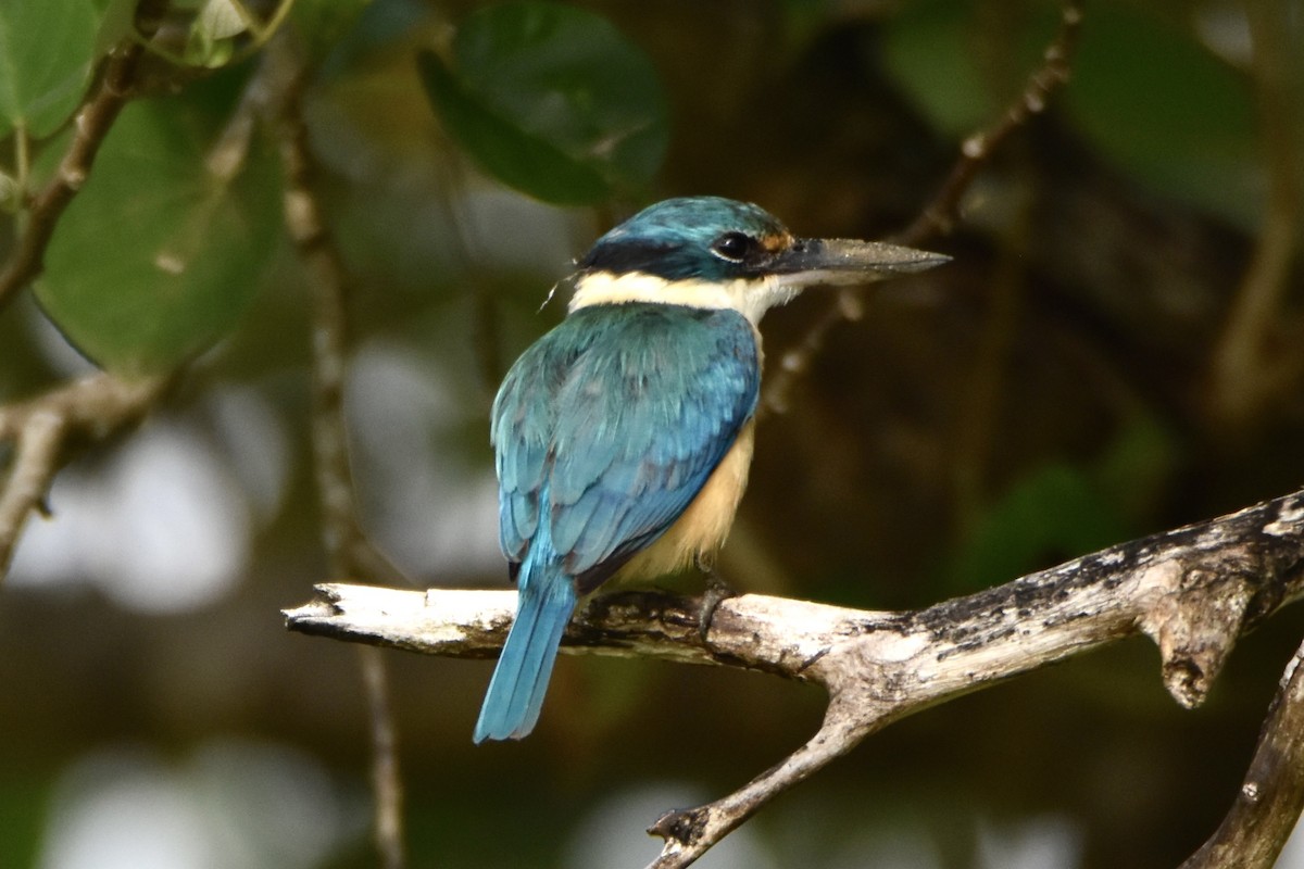 Sacred Kingfisher (Australasian) - ML641160141
