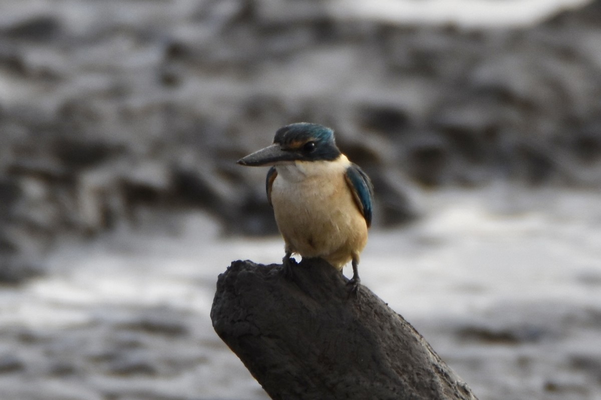 Sacred Kingfisher (Australasian) - ML641160142