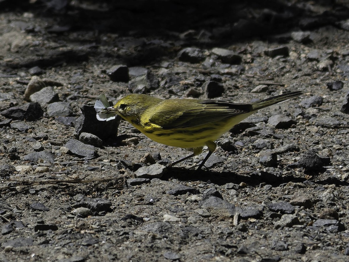 Prairie Warbler - ML641160153
